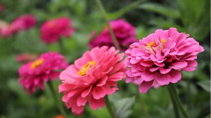 How to propagate zinnias