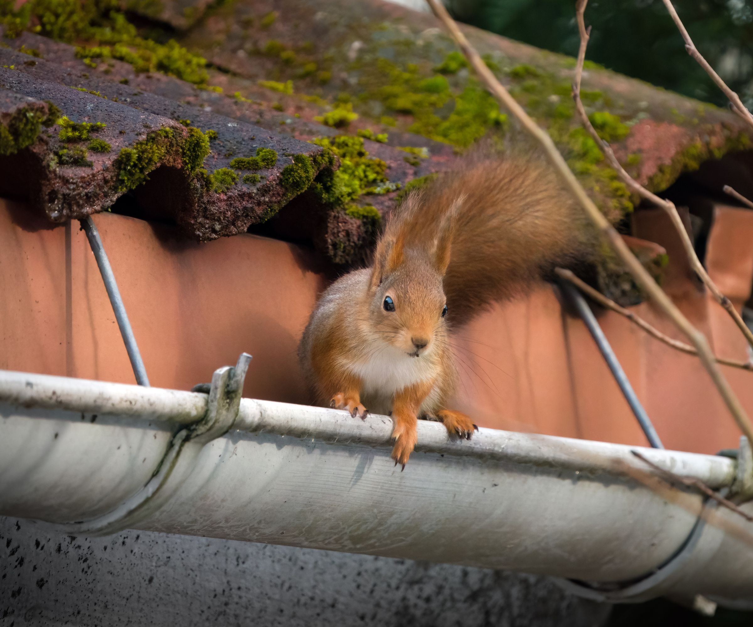 Red squirrel sitting on the roof gutter.