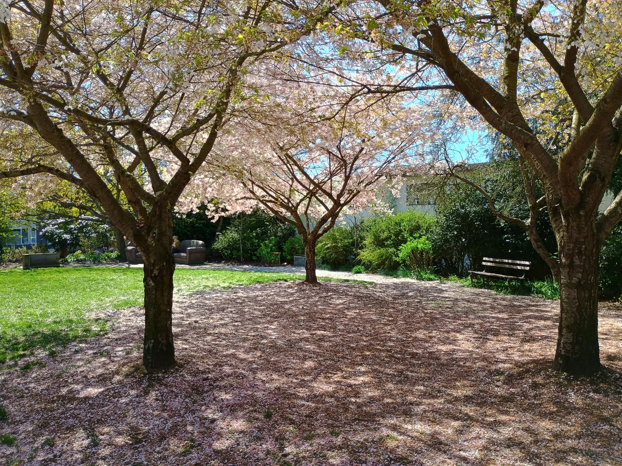 Photo of cherry blossom trees taken with the Moto G Power 5G 2024