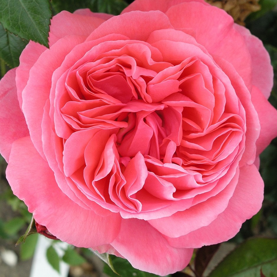 Rosa Special Anniversary ('whastiluc') (pbr) | Hybrid Tea Rose