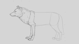 Sketch of a wolf with a shaggy mane