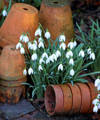 snowdrops planted among terracotta pots