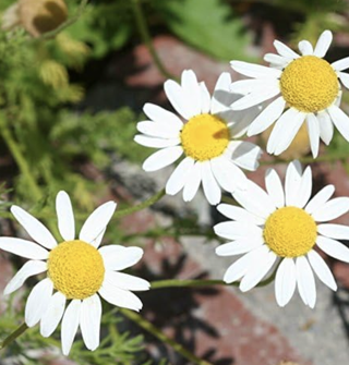 chamomile flowers in bloom