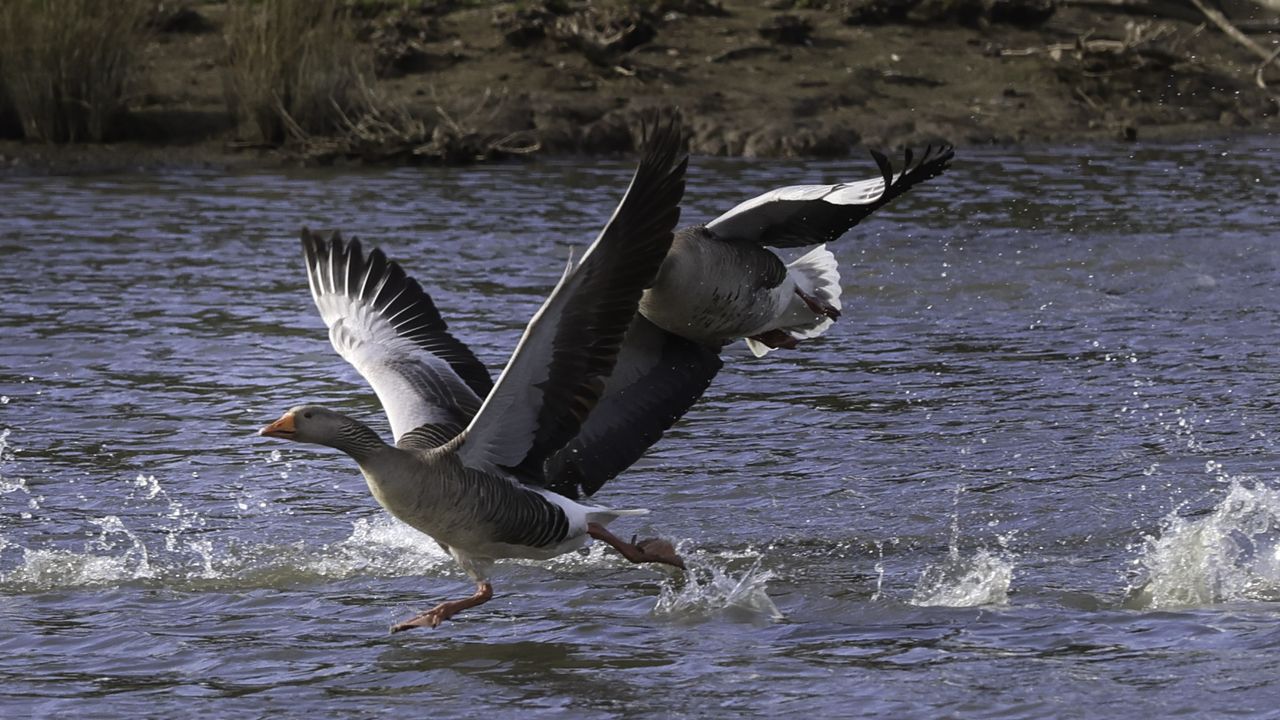 Wildlife photography shot with the Canon EOS R1 and EOS 1DX Mark III cameras