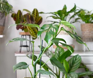 Rhaphidophora tetrasperma, mini monstera, in a home