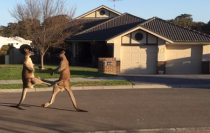 Two kangaroos duke it out on a suburban street in Australia