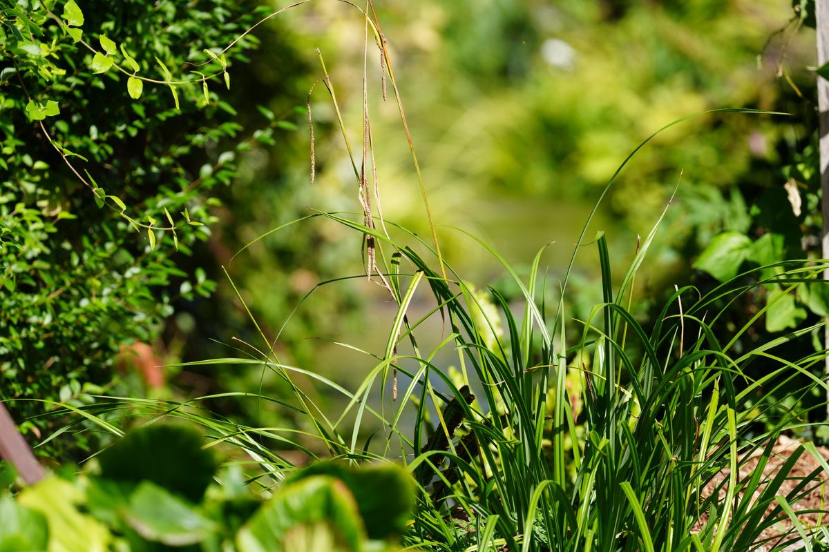 Sony FE 400mm f/4.5 GM OSS sample image