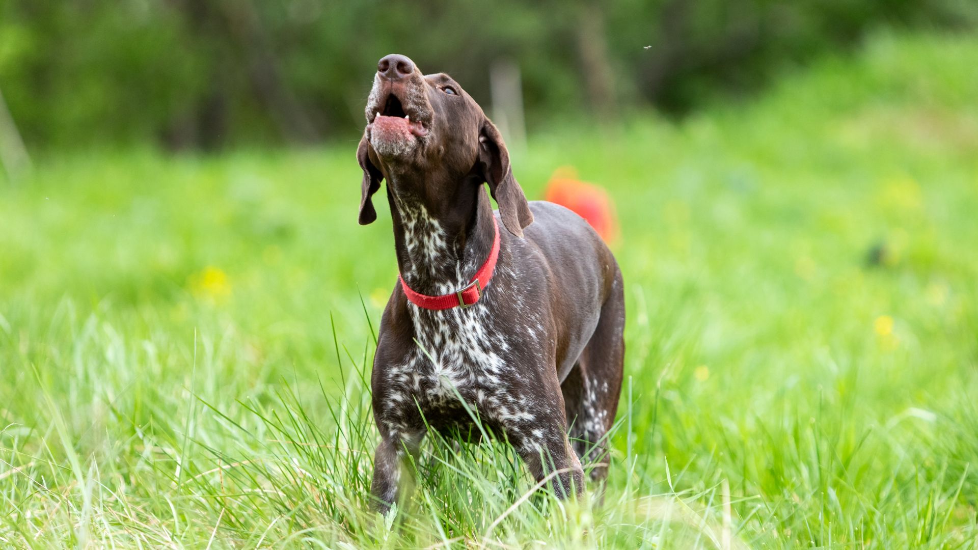 german shorthaired pointer barking