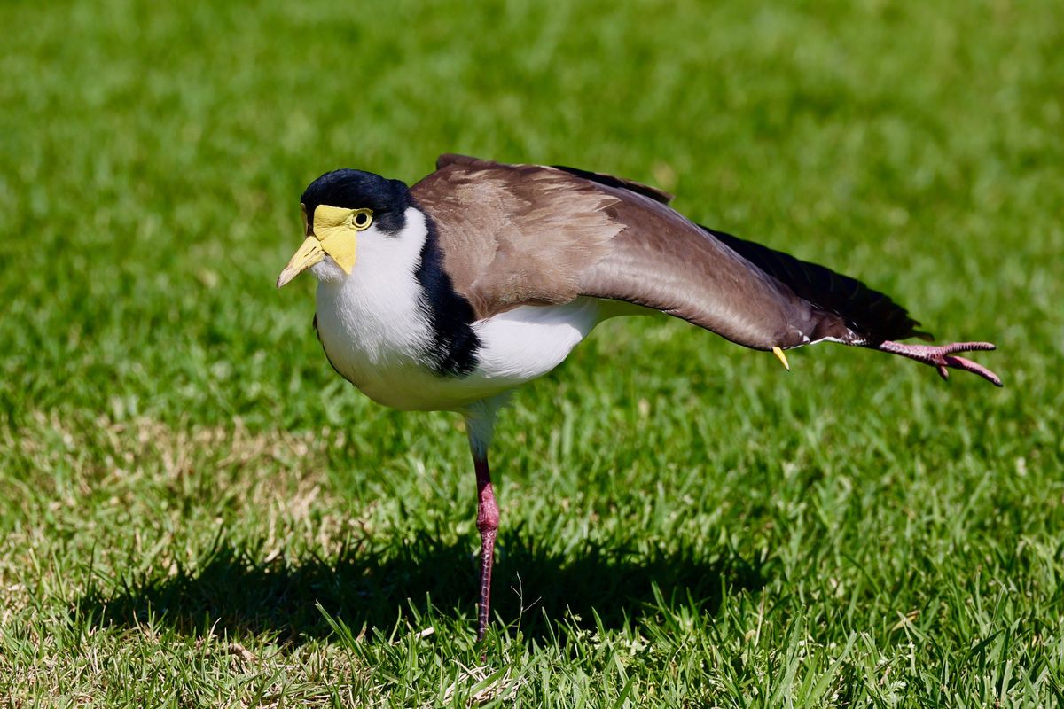 Canon EOS R6 + RF 24-240mm F4-6.3 IS USM | 240mm, 1/500s at f/9, ISO 200