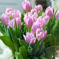 ‘Candy Prince’&nbsp;| Was £20.97 Now £13.98 for 20 plus 10 free bulbs at Crocus