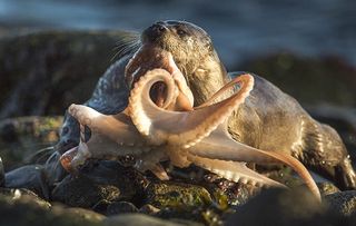 European river otter (Lutra lutra) female bringing octopus ashore for cub, Shetland, Scotland