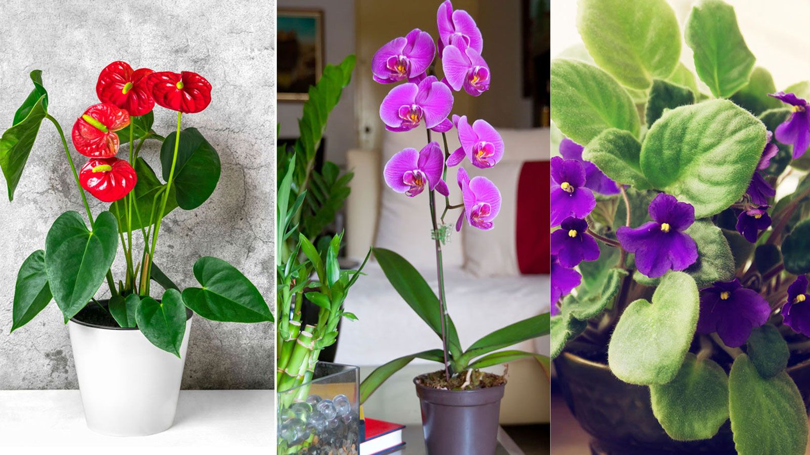 Indoor plants that flower all year round: 10 expert suggestions