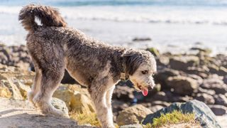 aussiedoodle playing on the beach