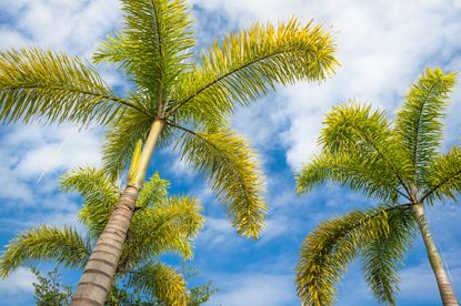 Foxtail Palm Trees