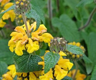 Phlomis with yellow blooms growing in a garden