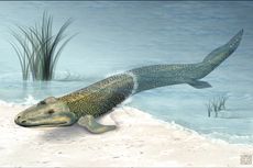 tiktaalik roseae, fish, swimming, walking, evolution, hind fins