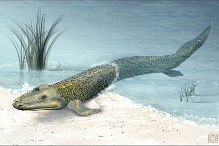 tiktaalik roseae, fish, swimming, walking, evolution, hind fins