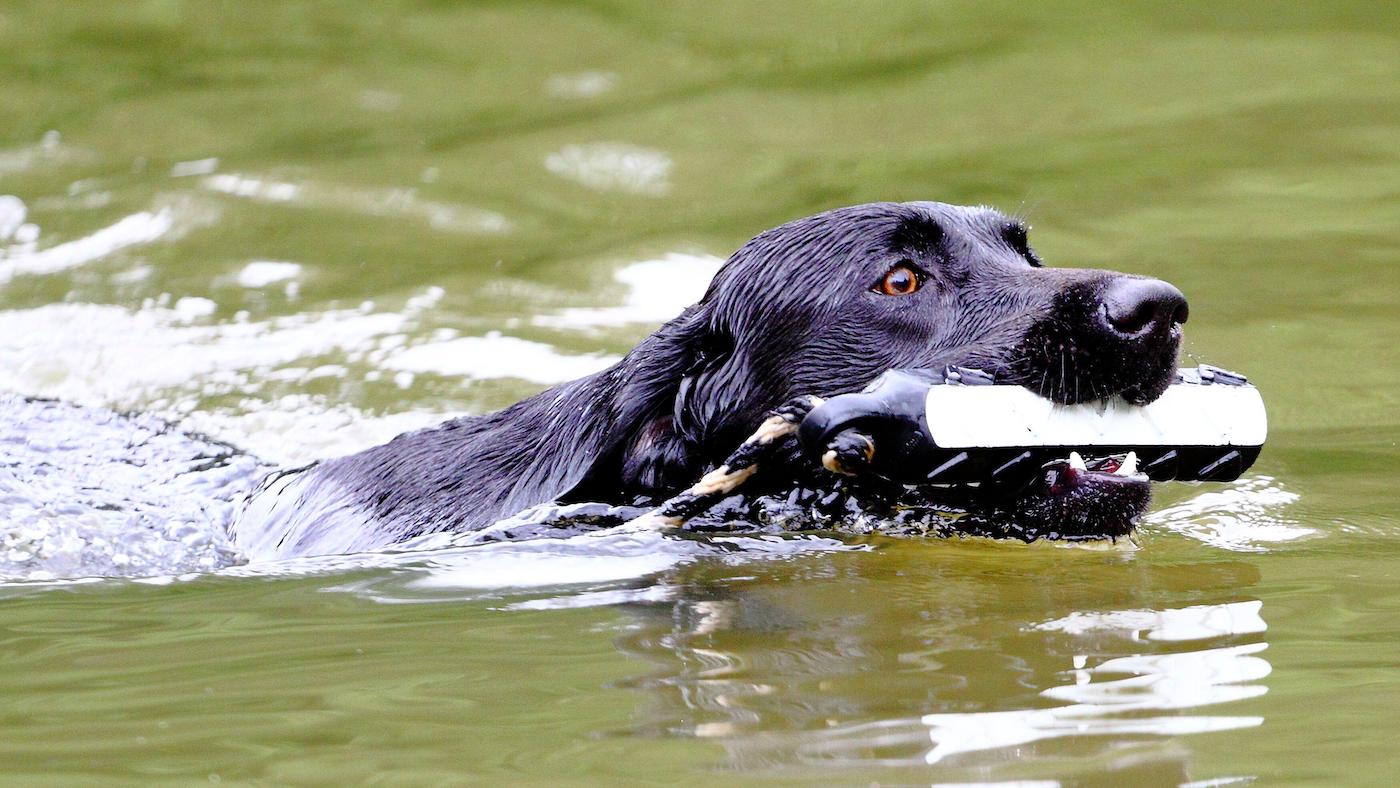 Labrador retriever gundog retrieving dummy in water, swimming