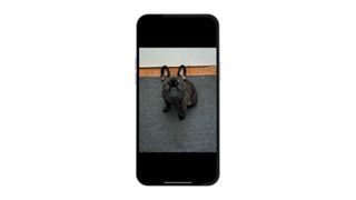 French Bulldog subject lifted from iPhone