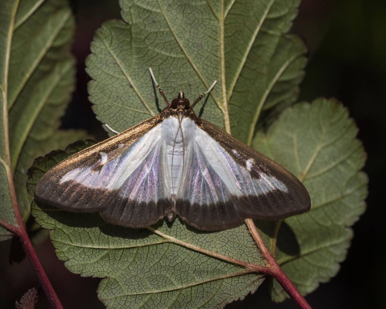 Adult box tree moth on leaf