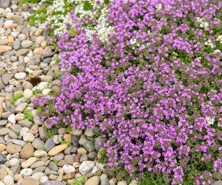 red creeping thyme and gravel