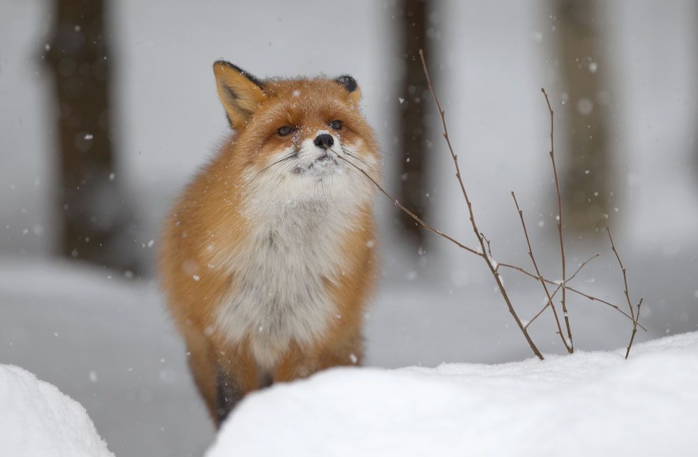 Fox in snow