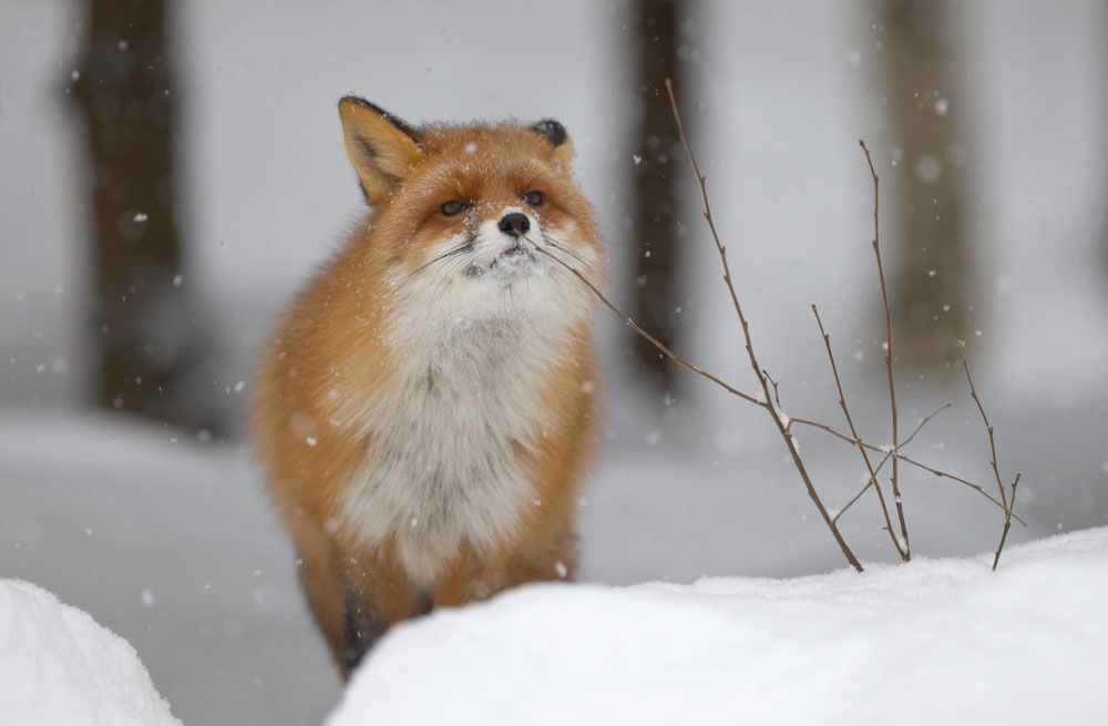 Foxes: Facts & Pictures | Live Science