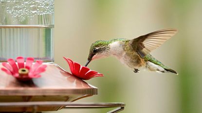 green hummingbird eating from feeder close-up