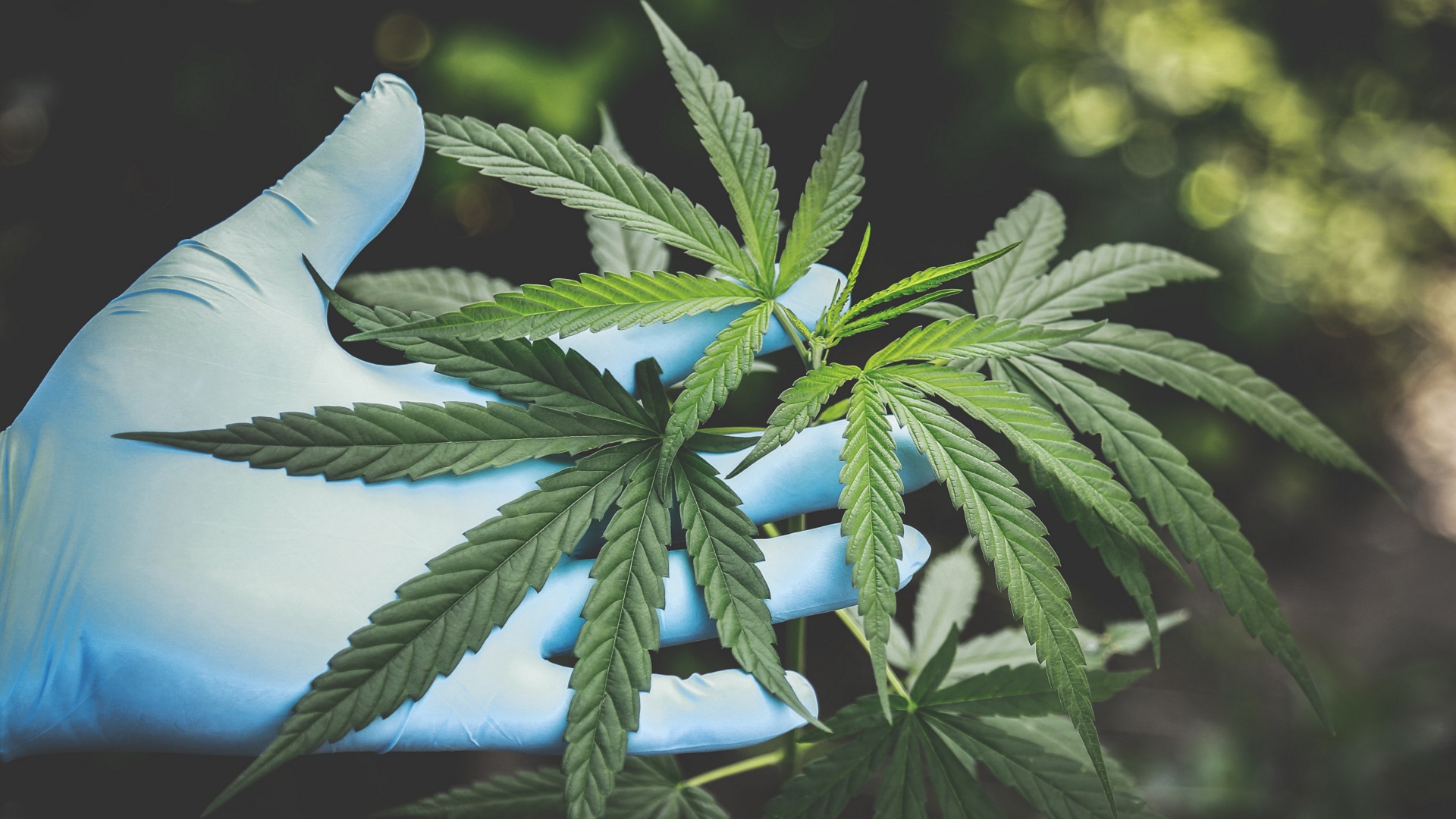 Pexels | Aphiwat chuangchoem; CBD wird aus der Hanfpflanze gewonnen, kann in kleinen Dosen aber allerlei positive Nebenwirkungen mit sich bringen