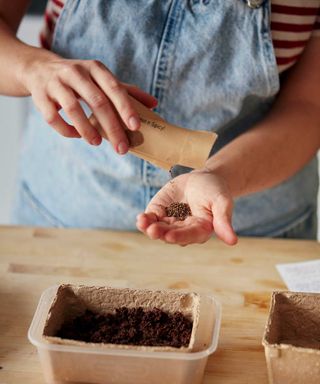 sowing seeds