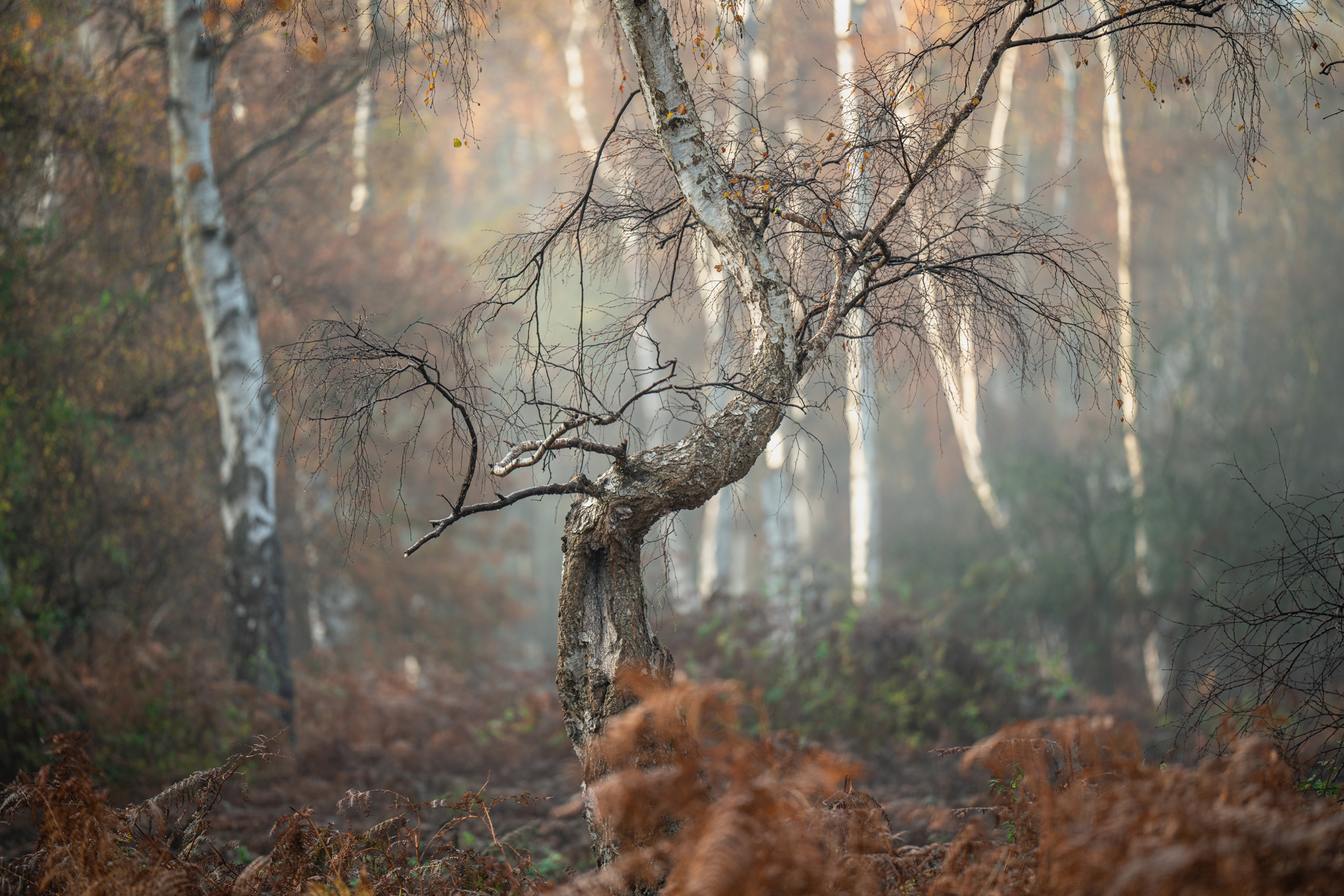 A bare tree in a forest