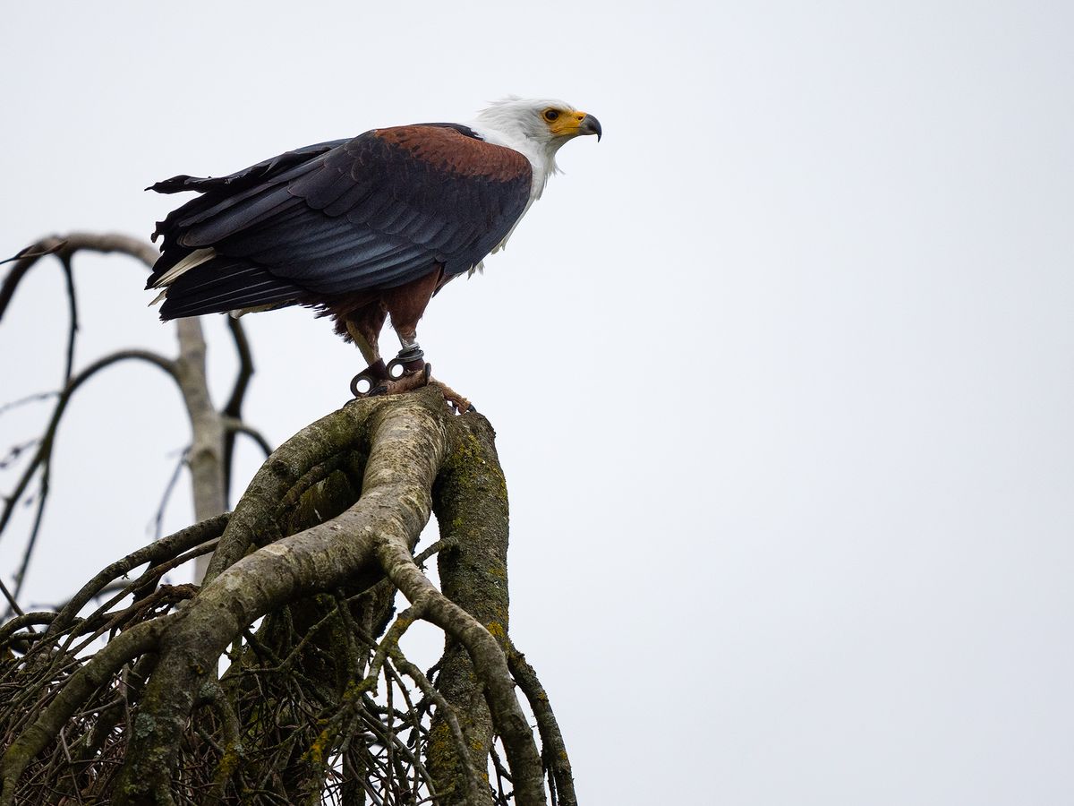 Hawk at Hawk Conservancy Trust, Hampshire, against gray sky