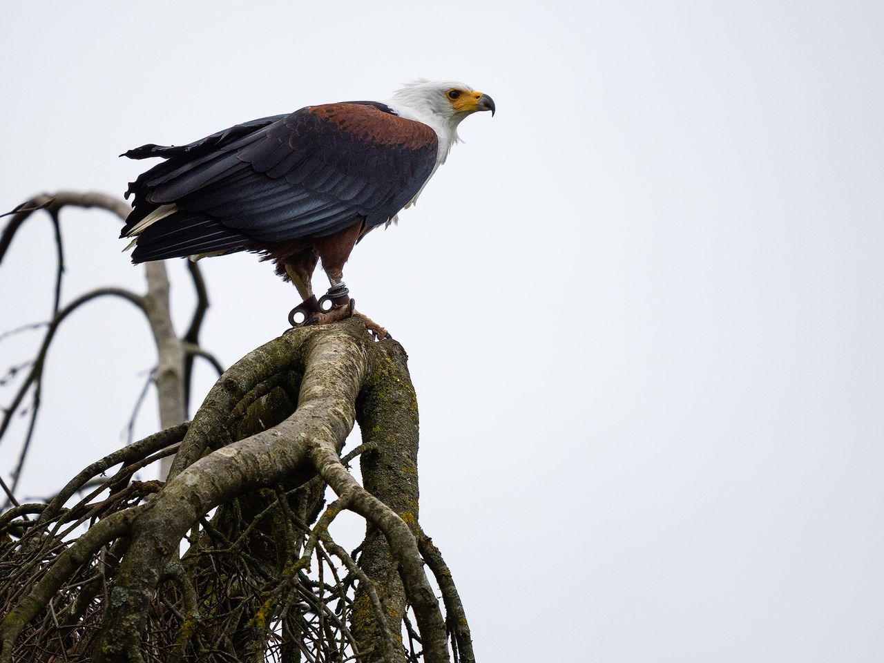 Hawk at Hawk Conservancy Trust, Hampshire, against gray sky