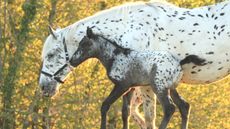 Luna-Spotilas-on-the-hill.jpg