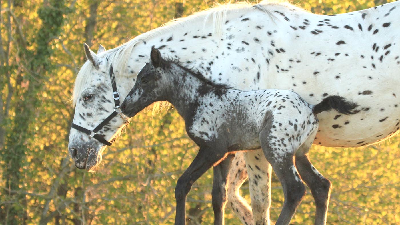 Luna-Spotilas-on-the-hill.jpg