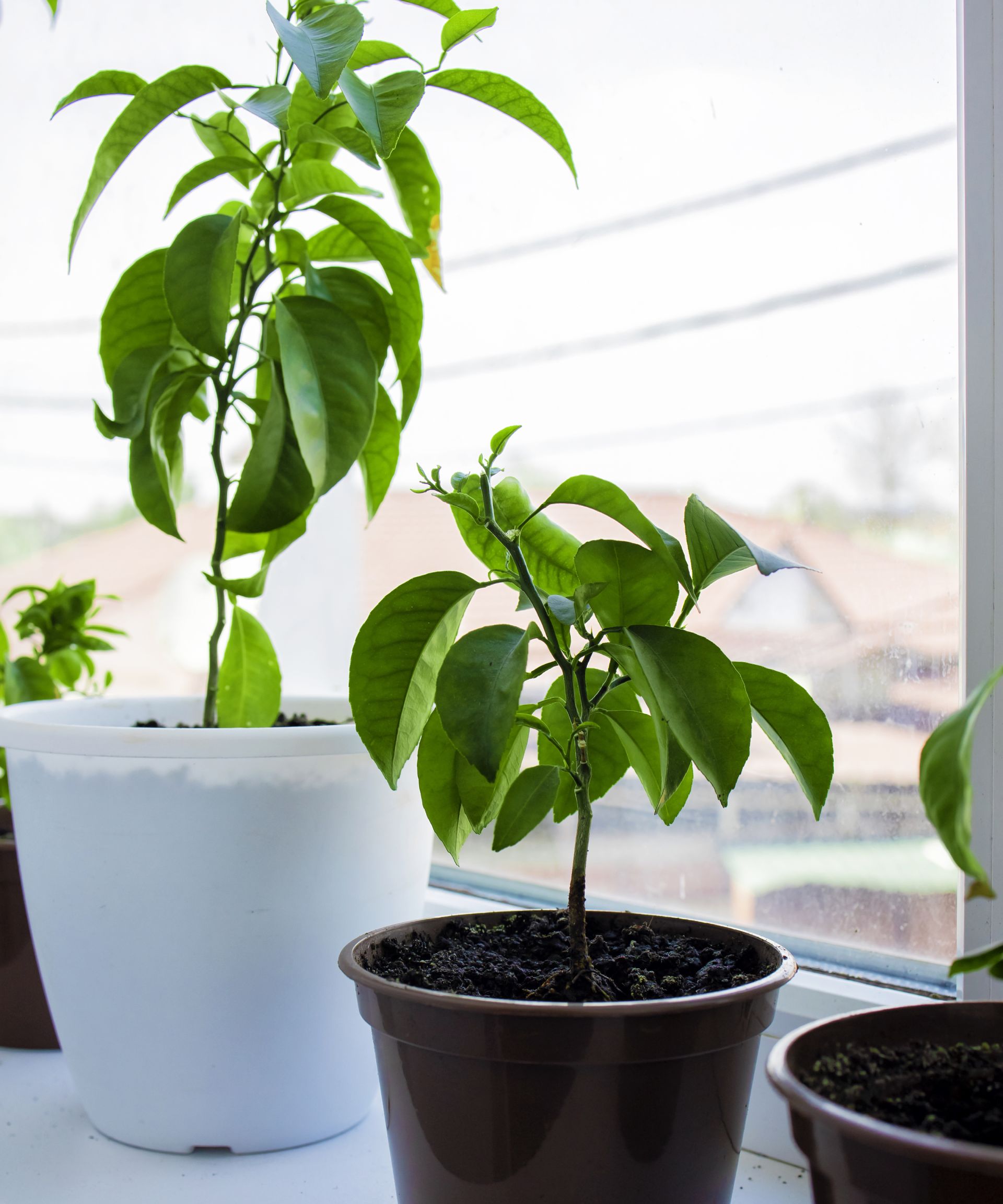 Growing seedlings of exotic tropical evergreens and lemon and tangerine trees on the windowsill of the house