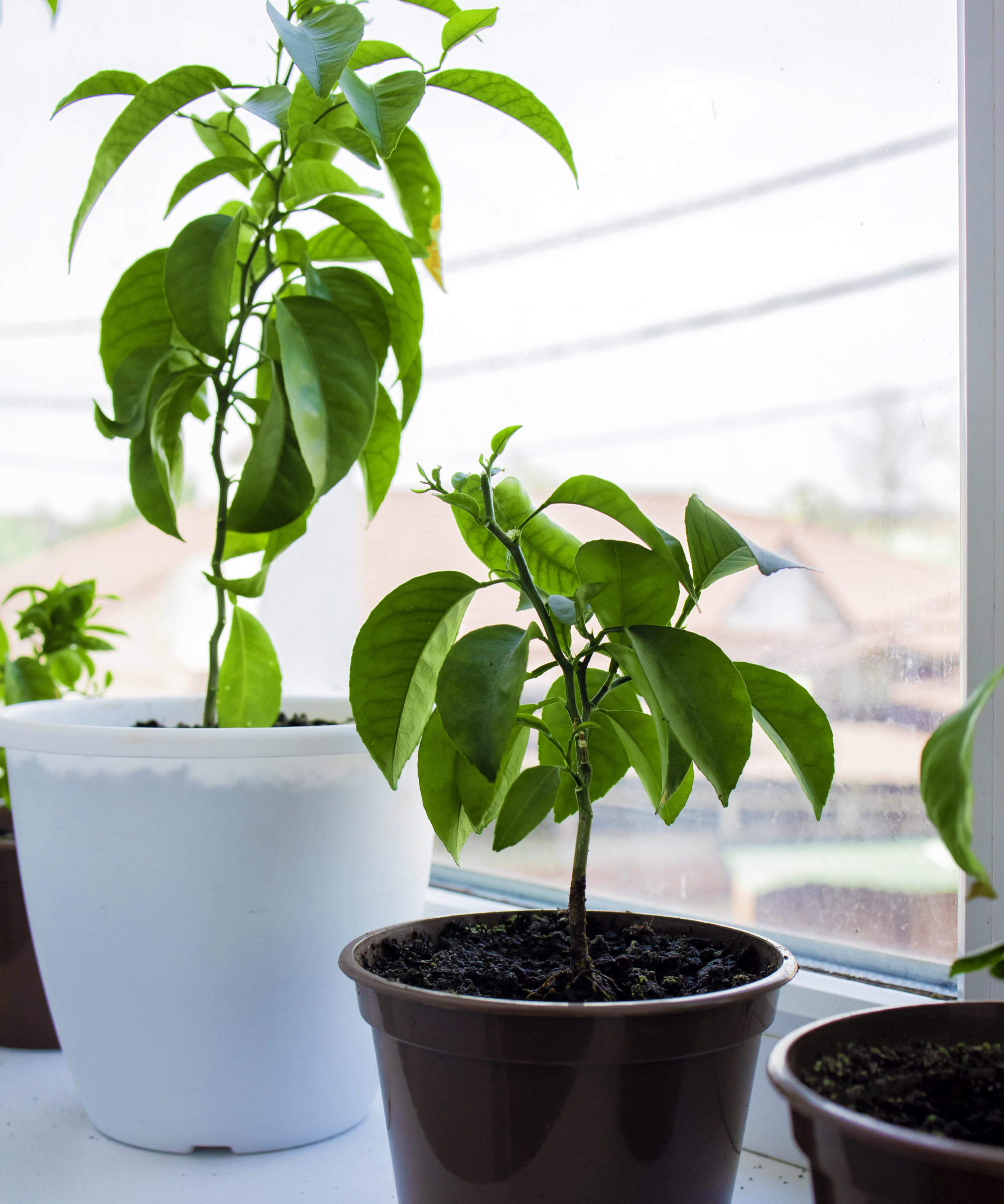 Growing seedlings of exotic tropical evergreens and lemon and tangerine trees on the windowsill of the house