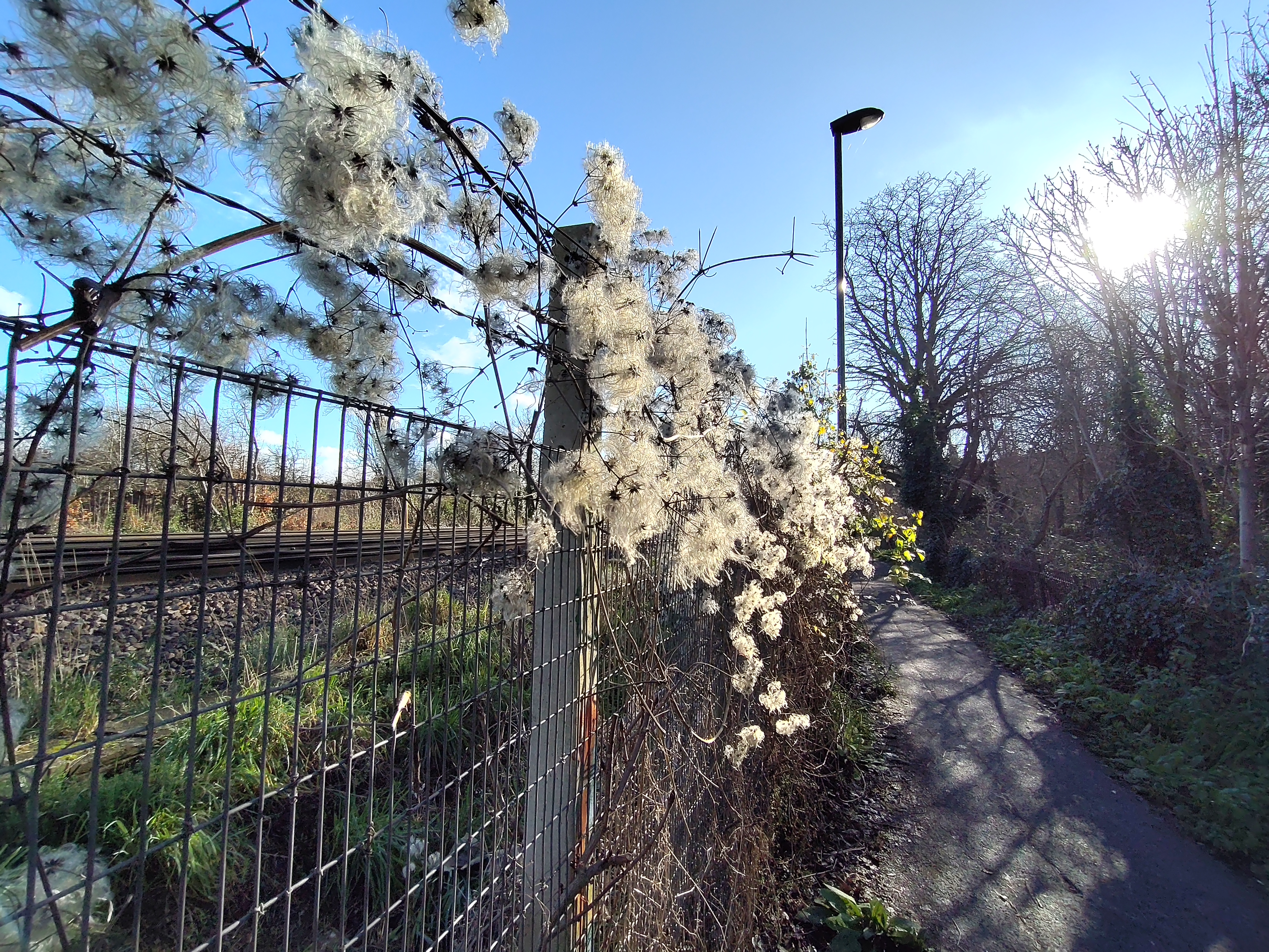 ZTE Axon 20 5G camera samples
