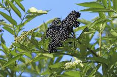 Elderberries On Bush