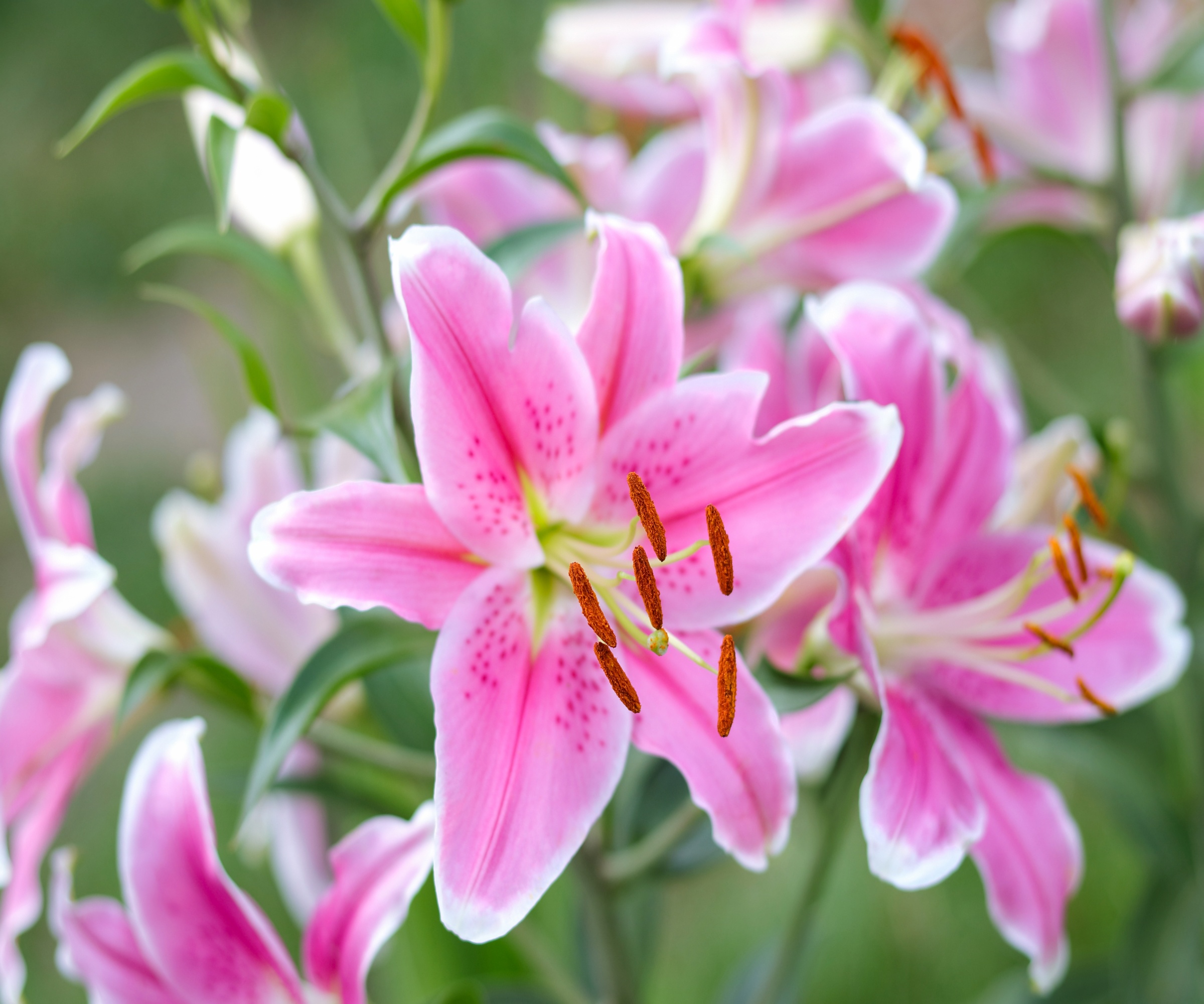 Pollen-rich pink flowers of scented Oriental lilies