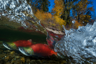 salmon, Sony World Photography Awards