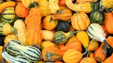 How to compost pumpkins