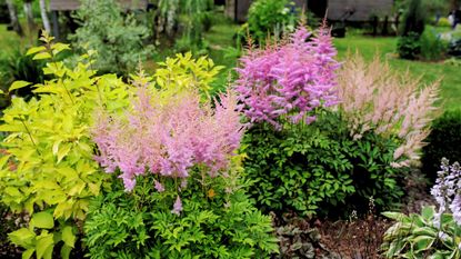 Shade garden with flowering perennials