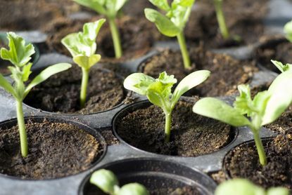 Individual Vegetable Seedlings In Black Tray