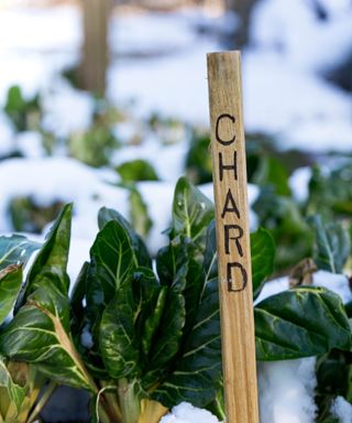 A chard sign in winter