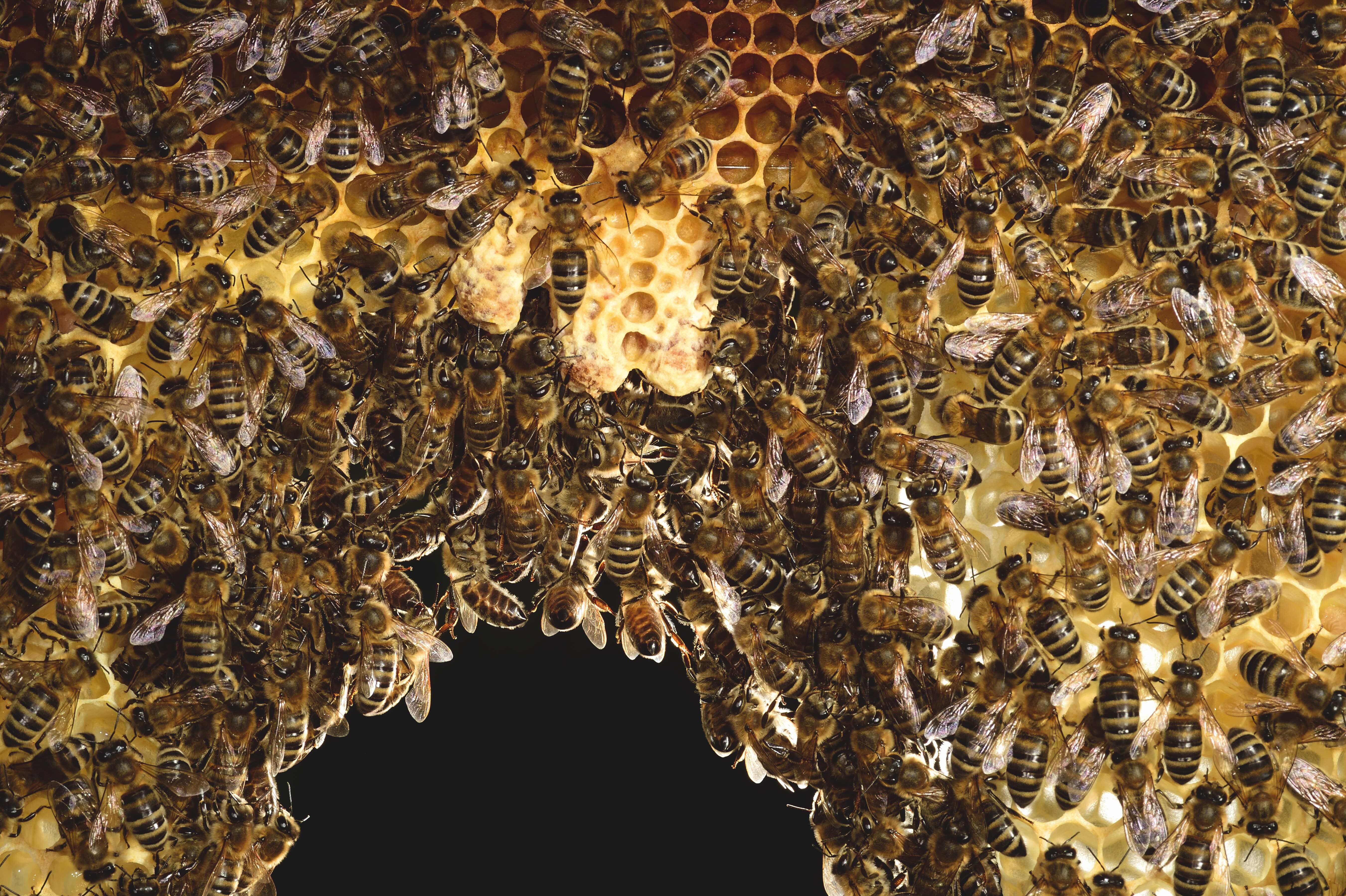 Honey bee (Apis mellifera) workers in hive with three white queen cells