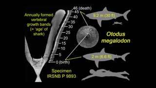 Identified annual growth bands in a vertebra of the extinct shark Otodus megalodon, along with hypothetical silhouettes of the shark at birth and death, each compared with size of a typical adult human.
