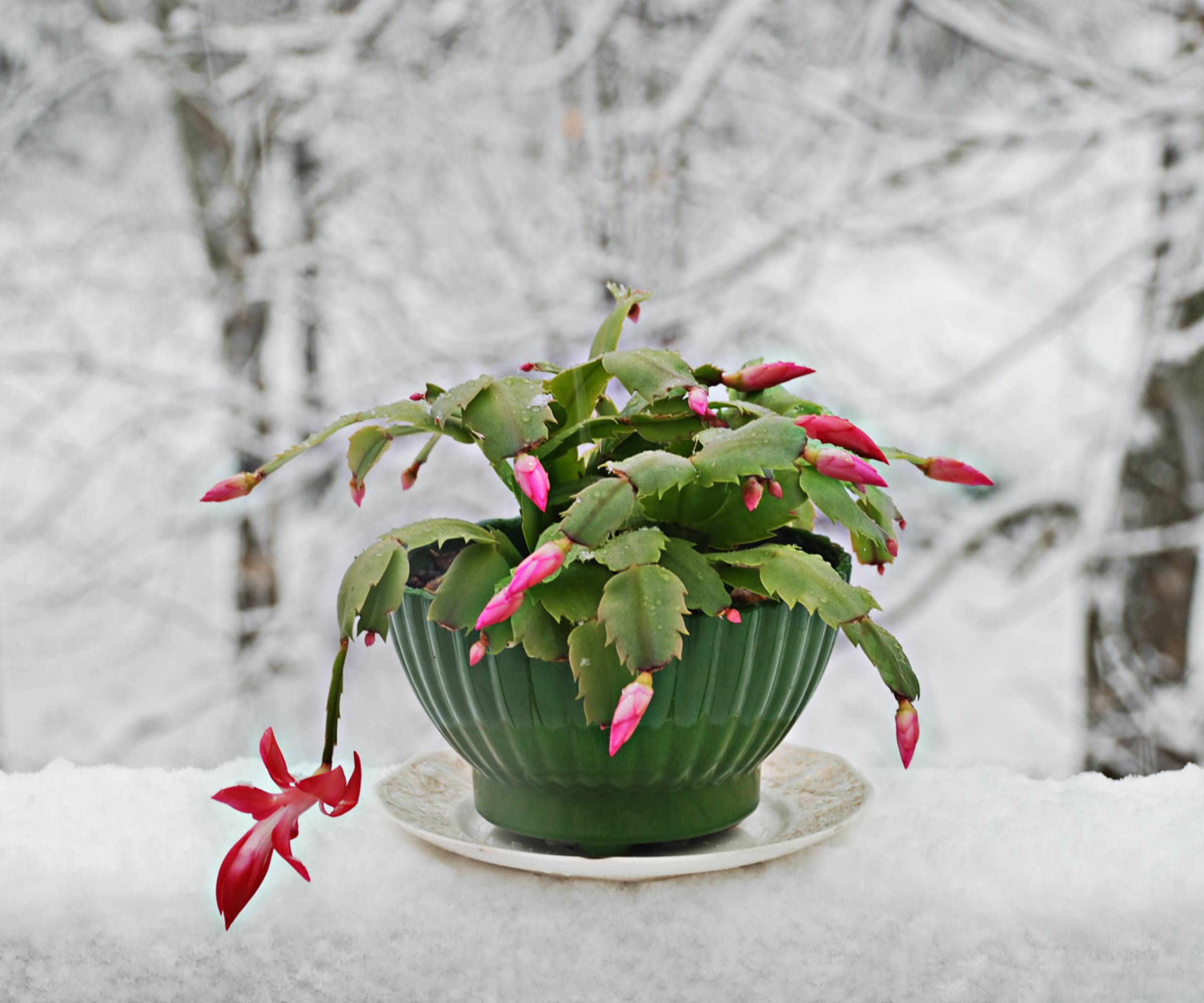 Potted christmas cactus in the snow