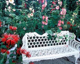 Hollyhocks grown around a white garden bench