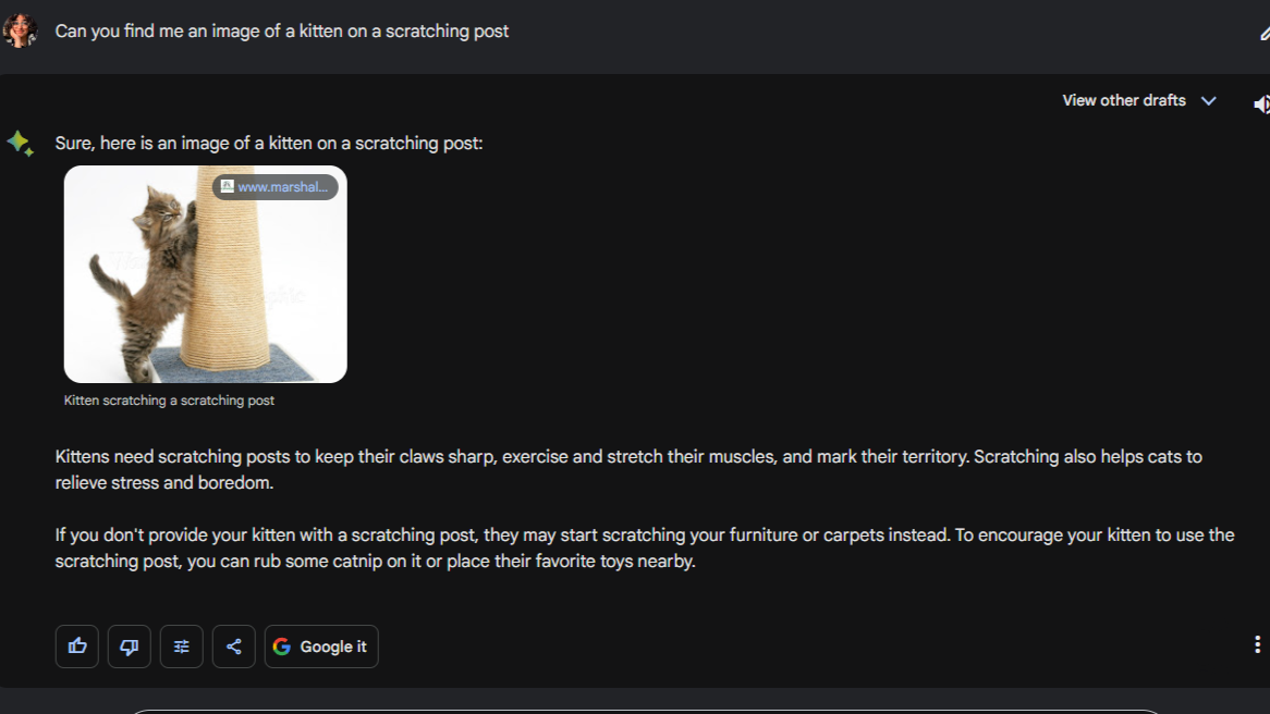 Asking Google Bard to show me a kitten